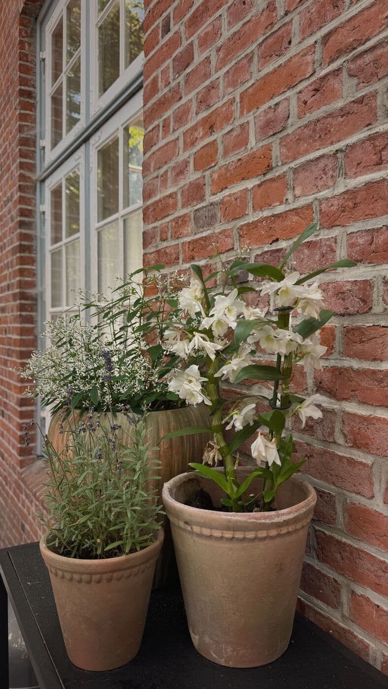 Tontöpfe mit Lavendel und weißer Orchidee vor der Backsteinwand